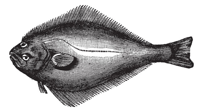 Atlantic Halibut or Hippoglossus hippoglossus, vintage engraving