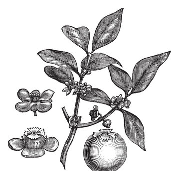 Gamboge or Hebradendron cambogioides vintage engraving