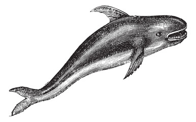 Fototapeta premium Killer whale or Orcinus orca vintage engraving