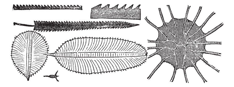 Graptolites vintage engraving