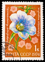 USSR - CIRCA 1974: O.magnifica Regel