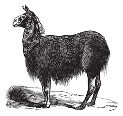 Guanaco (Lama Auchenia) vintage engraving © Morphart