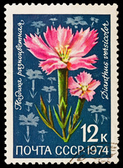USSR - CIRCA 1974:  Dianthus versicolor,