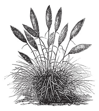 Gynerium silver (Gynerium argenteum) or pampas grass vintage eng