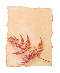 Old papers and leaf on the white