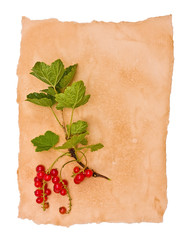 Red currant on an old paper