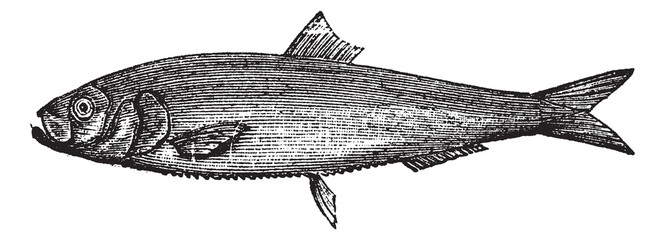 Obraz premium White herring vintage engraving