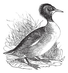 Merganser of America (Mergus Americanus) or Goosander vintage en