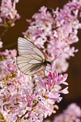 The butterfly on a flower