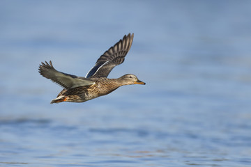 Flying female mallard, Anas platyrhynchos