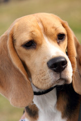 Beagle dog portrait, looking to the side