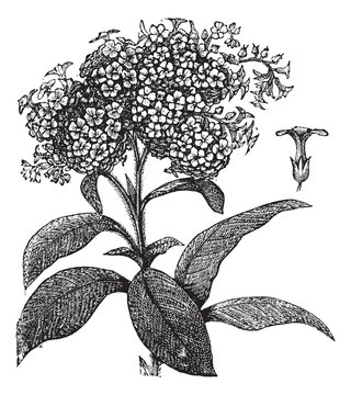 Heliotrope Vintage Engraving