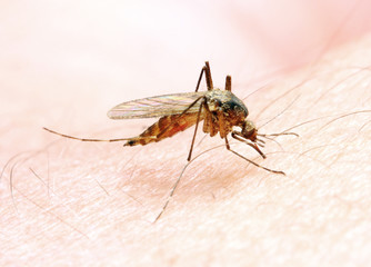 Anopheles mosquito - dangerous vehicle of infection. - obrazy, fototapety, plakaty