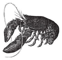 Common lobster or Homarus gammarus vintage engraving