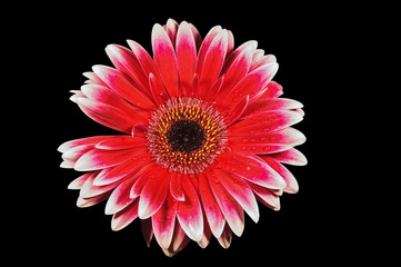 gerbera daisy flower isolated on black