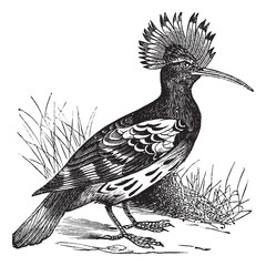 Hoopoe or Upupa epops vintage engraving © Morphart