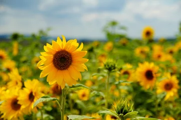 Wandaufkleber Sonnenblumen © beatuerk