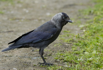 Jackdaw