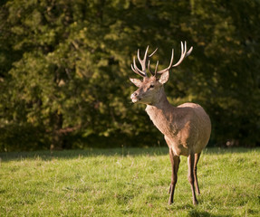 Red deer stag in last of Summer evening golden sun