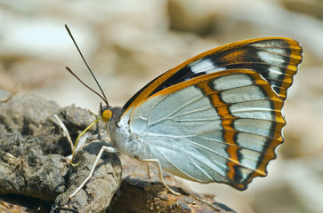 Butterfly (Apatura schrencki) 36