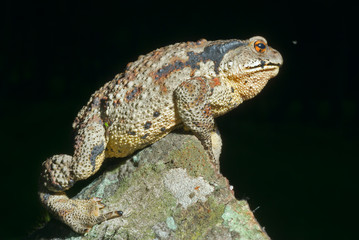 Toad (Bufo gargarizans) 34