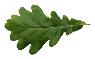 Fototapeta premium green leaves