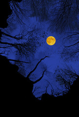 Fototapeta premium hallowen night