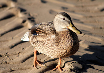 Mallard duck walking on sandy beach