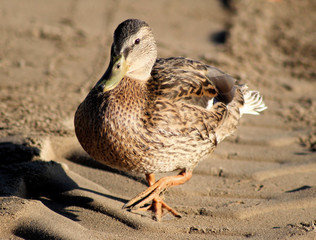Mallard duck walking on sandy beach