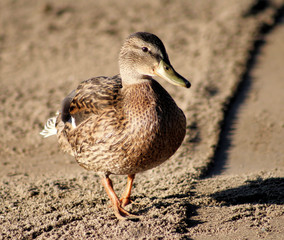 Mallard duck female on sandy beach