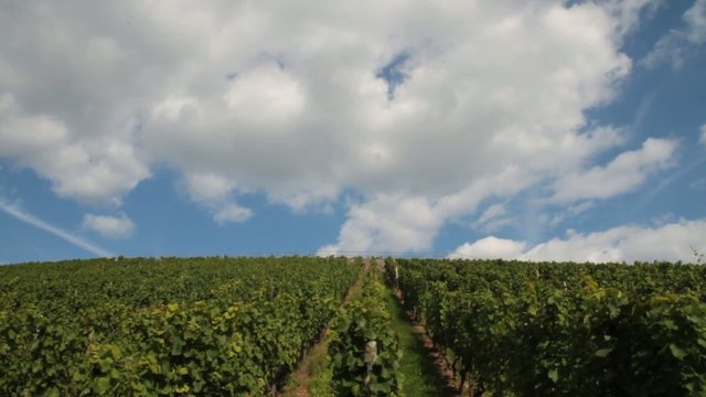 Weinberg