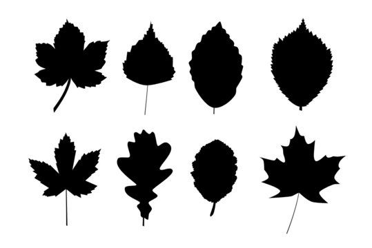 Herbstbl&auml;tter