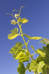 Foglie di vite - Vine leaves