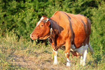 Cow in meadow