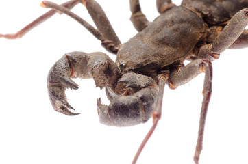 vinegaroon scorpion