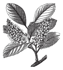 Obraz premium cherry laurel (Prunus laurocerasus) or Cherry laurel vintage eng