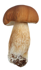 Mushroom.