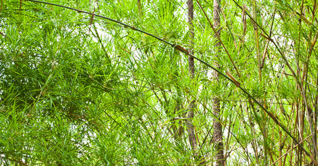 Obraz premium The verdure bamboo leaves.stems and trunk background.