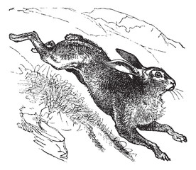 Obraz premium Mountain Hare (Lepus timidus) or Blue Hare vintage engraving
