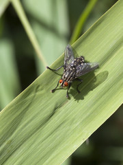 flesh fly