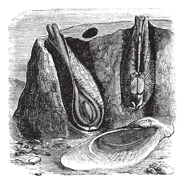 Common Piddock or Pholas dactylus vintage engraving