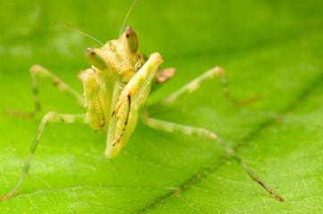 praying mantis