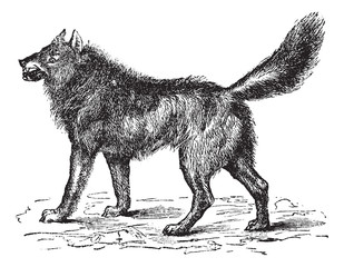 Fototapeta premium Eurasian Wolf or Canis lupus lupus vintage engraving