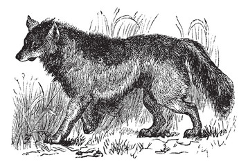 Obraz premium Coyote or Canis latrans vintage engraving