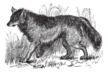 Naklejka premium Coyote or Canis latrans vintage engraving