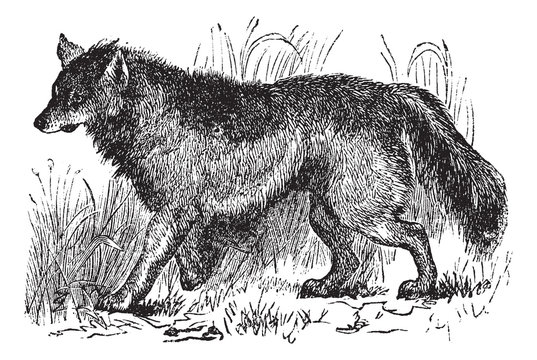 Coyote Or Canis Latrans Vintage Engraving