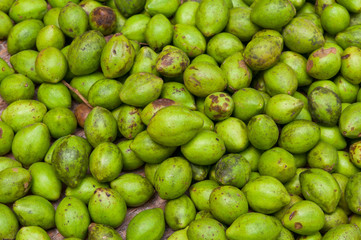 Terminalia chebula