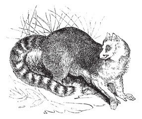 Ring-tailed lemur or Lemur catta vintage engraving © Morphart