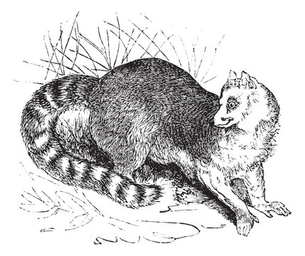 Ring-tailed lemur or Lemur catta vintage engraving