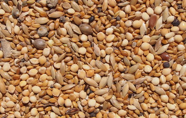 assorted seed for exotic birds